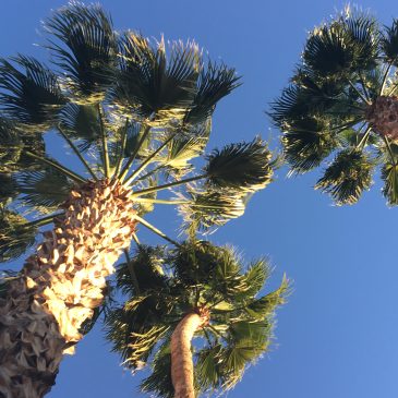 Palm Tree Trimming Tips