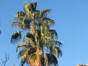 palm tree trimming las vegas